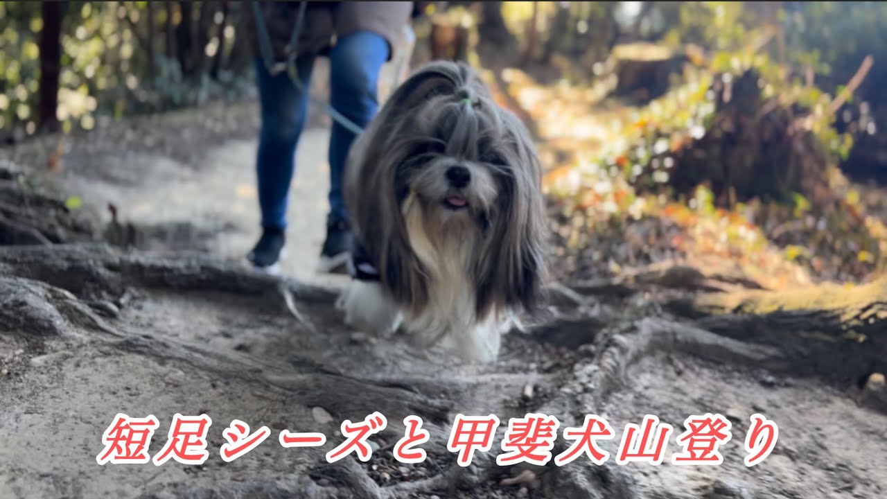 シーズーと甲斐犬で山登り…シーズーの頑張る姿が可愛いすぎた#シーズー#甲斐犬#山登り
