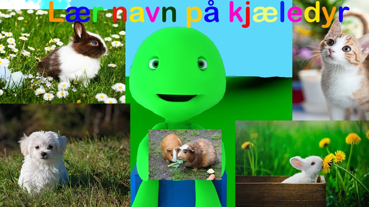 Liam Barne TV | Kj&aelig;ledyr | Dyrelyder | Barne TV Norsk