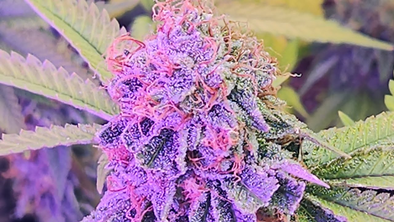 Master Growers Unite @VeldezDaGrower@MrCanucksGrowGuide @thegrowunderthestairs