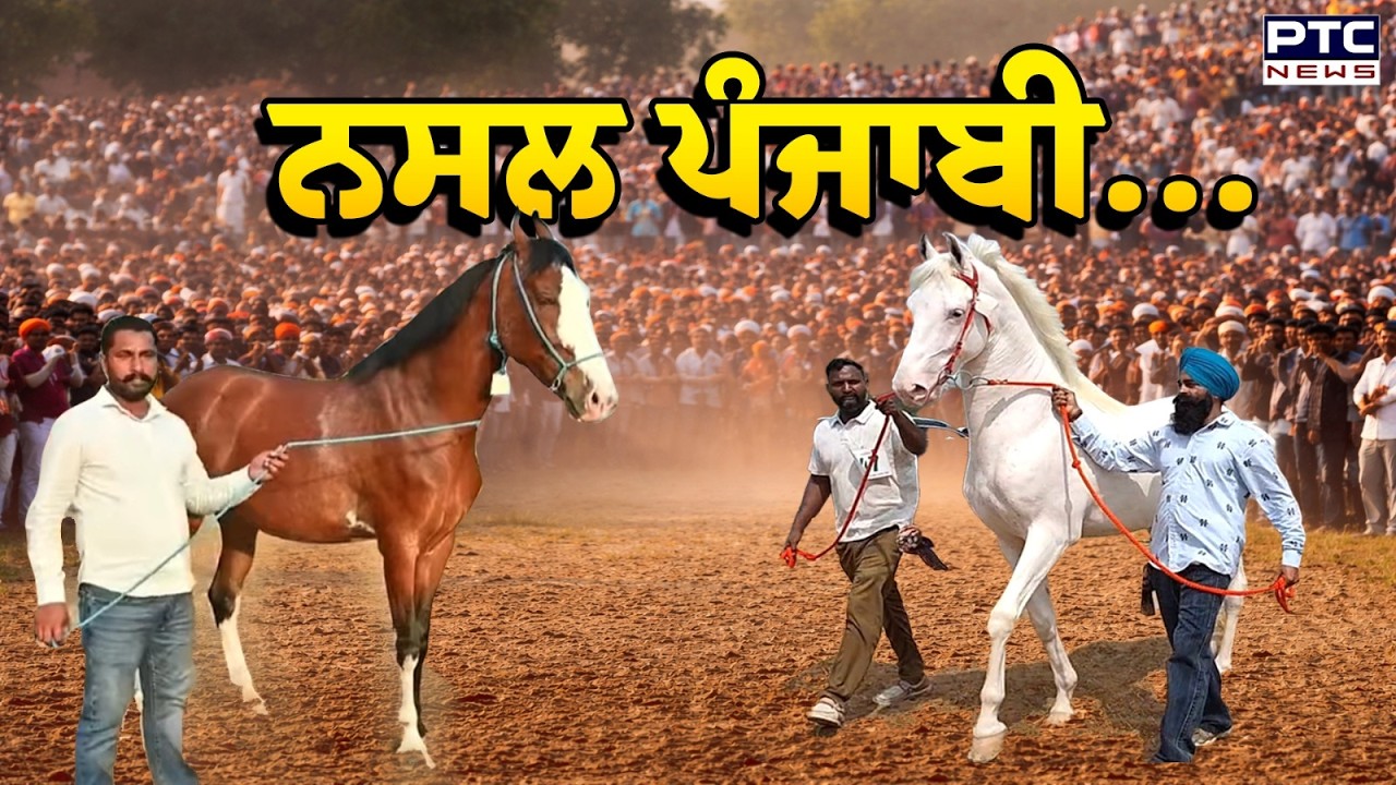 🔸ਨਸਲ ਪੰਜਾਬੀ ...  | Patiala | Horse Show | Punjabi News