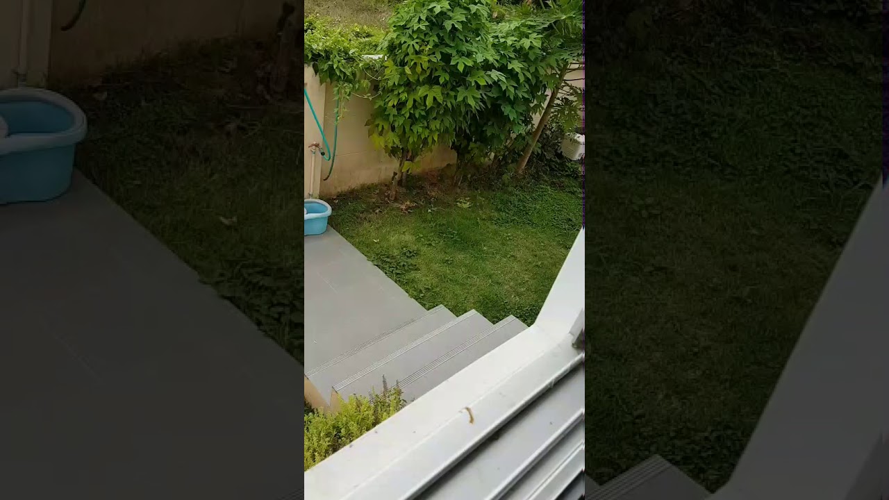 Schlange Thailand auf Beutejagt