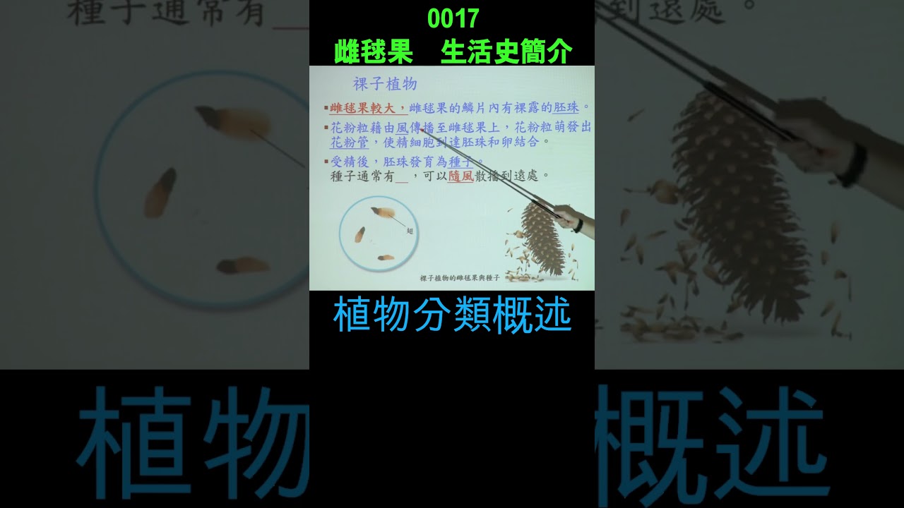 選修生物 II Shorts 0017 雌毬果 生活史簡介 胚珠 花粉管 種子 裸子植物 植物分類概述 植物體的構造與功能 101 植物分類簡 第二章 #潘彥宏 #科普作家 #生物老師 #金頭腦