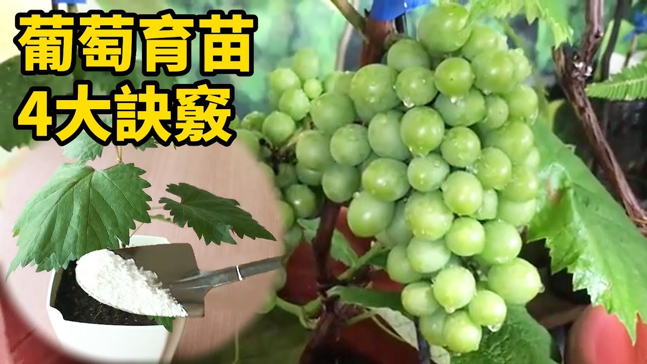 葡萄育苗4大訣竅 | 4 Tips for Raising Grape Seedlings