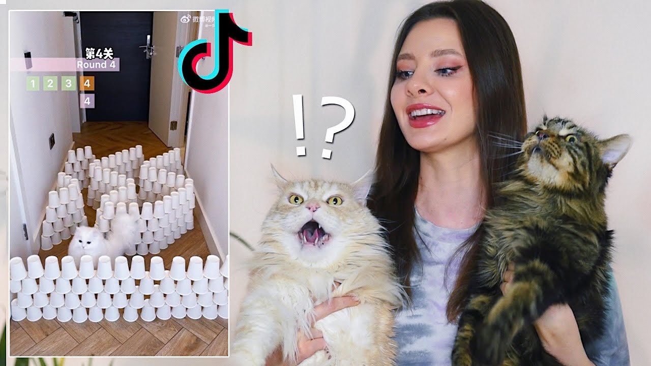 KTÓRY KOT POKONA TOR PRZESZKÓD z TikToka !? 😸