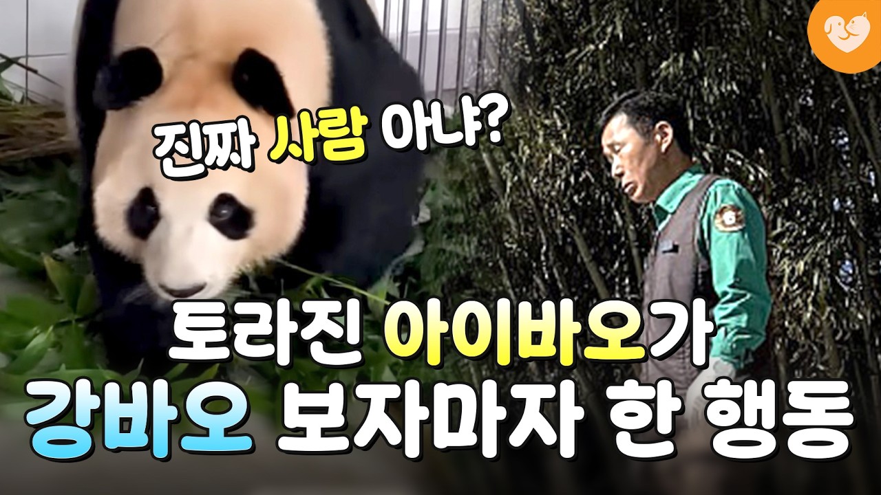 루이후이 돌보느라 바쁜 강바오를 만난 러바오 아이바오 🐼 진짜 보고싶었나봐요ㅠ