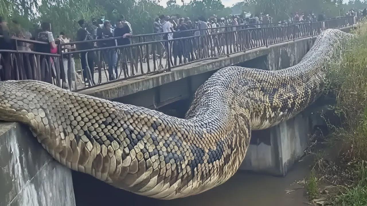 La plus grande SERPENT rencontr&eacute;e par l'homme !