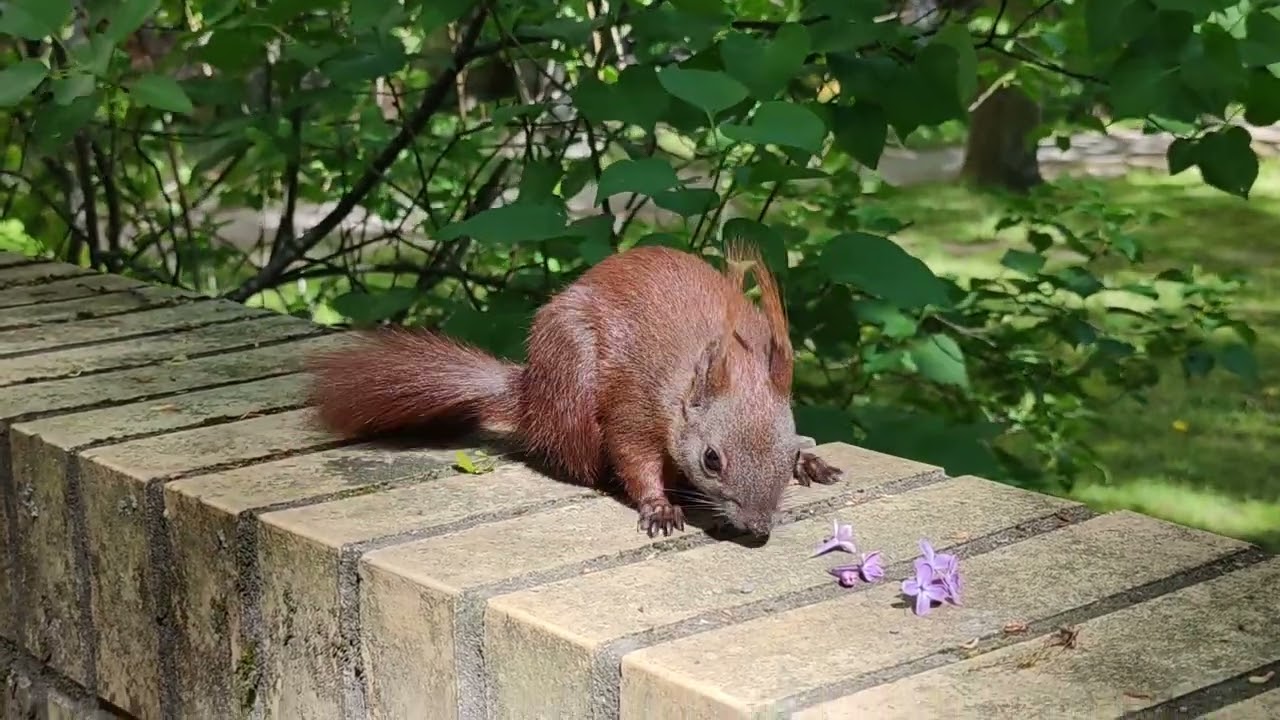 Cute Squirrel moment✨🐿️😍