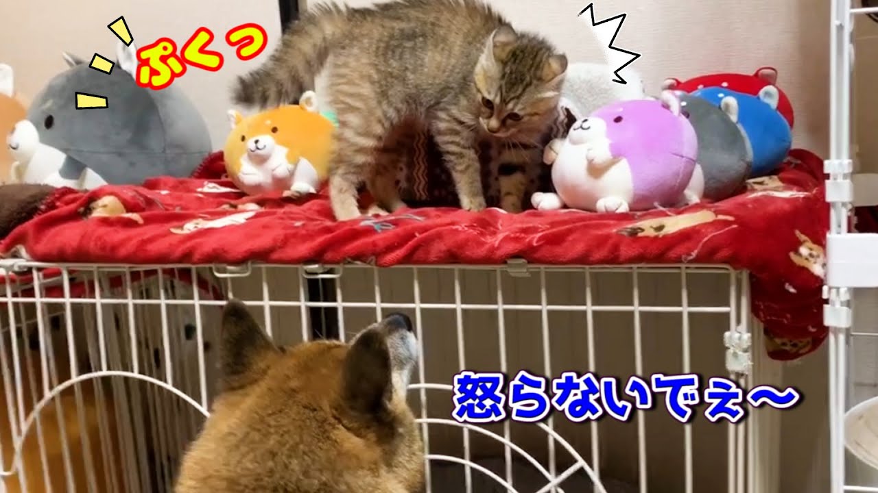 子猫が柴犬にキレちゃった⁈ Kitten may have been angry with Shiba Inu