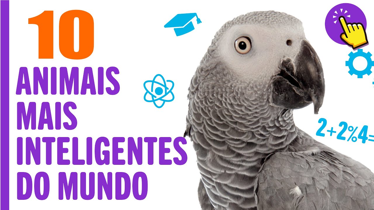10 animais mais inteligentes do mundo | Mundo Animal - Portugu&ecirc;s