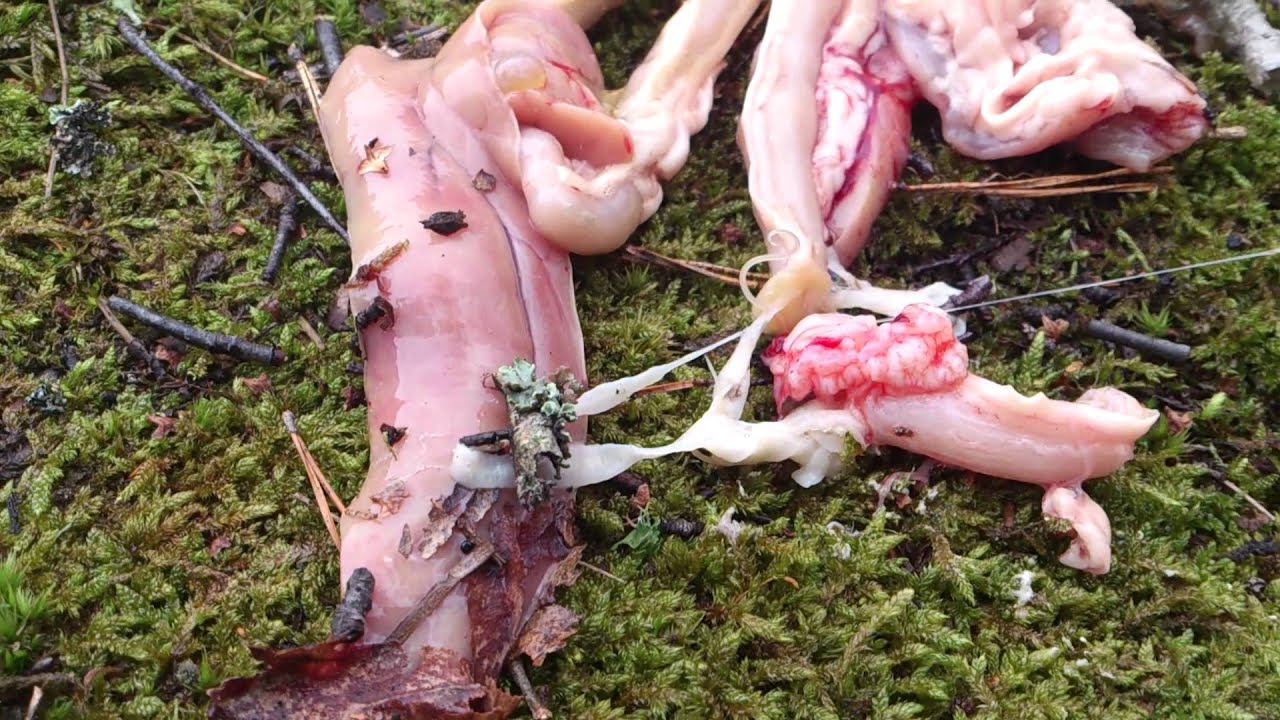Maskar i magen p&aring; en g&auml;dda