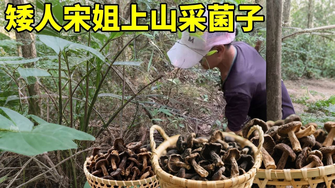 一场大雨过后，矮人宋姐上山采野生菌子，回家给母亲炒菌子吃！#农村生活#采摘#野生菌子