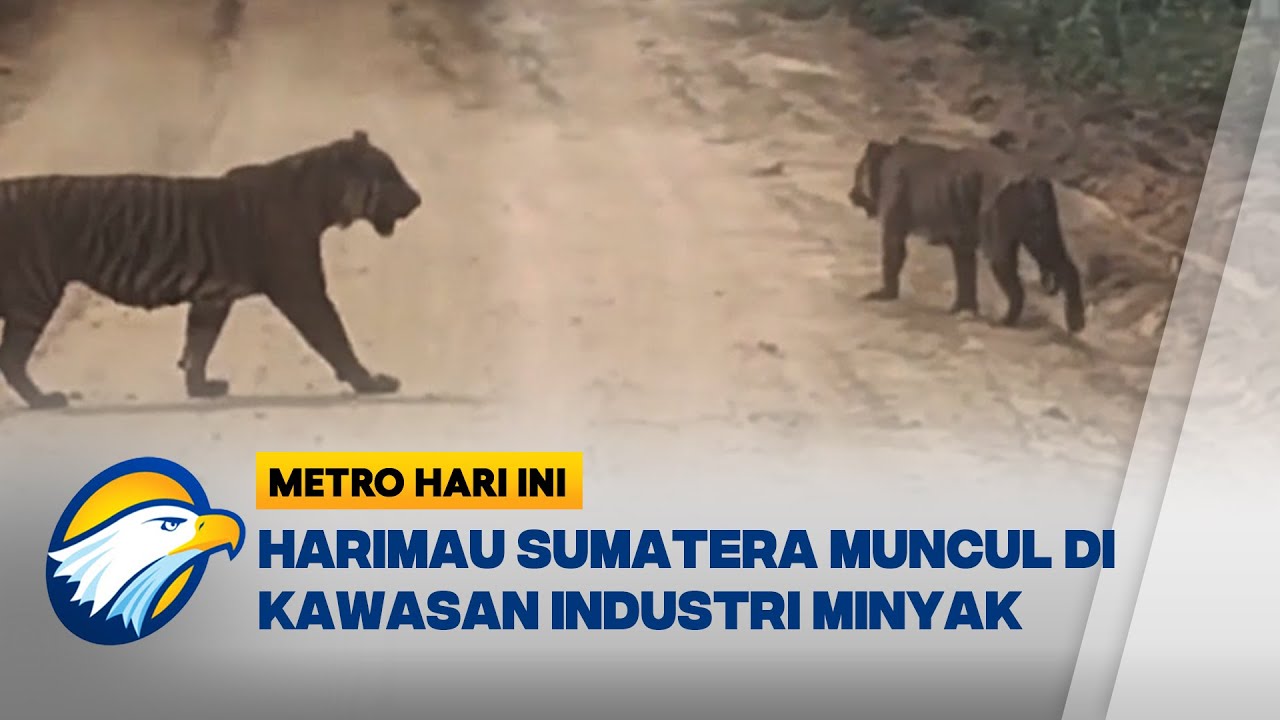 Penampakan Seekor Harimau Sumatera Memasuki Kawasan Industri Riau - [Metro Hari Ini]
