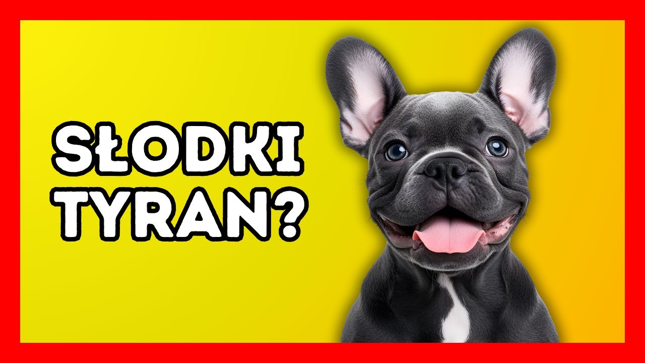 BULDOG FRANCUSKI. Mały Klaun Czy Wielki Problem? Cała Prawda | Psia Akademia