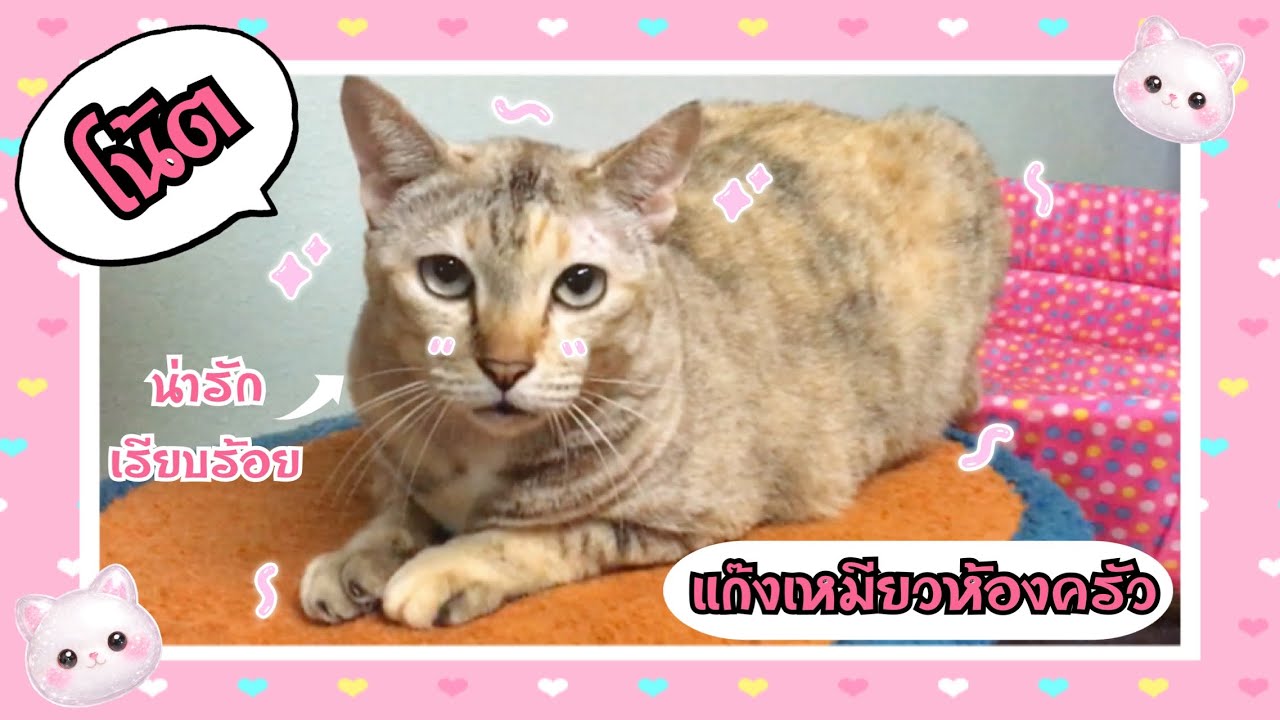CAT || แก๊งแมวเหมียวห้องครัว || Aui & Cat