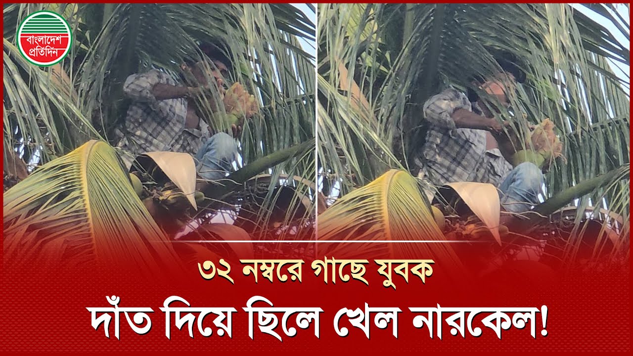 ধানমণ্ডি-৩২ নম্বরে গাছে উঠে দাঁত দিয়ে নারিকেল কামড়ে খাচ্ছে এক যুবক | Dhanmondi 32