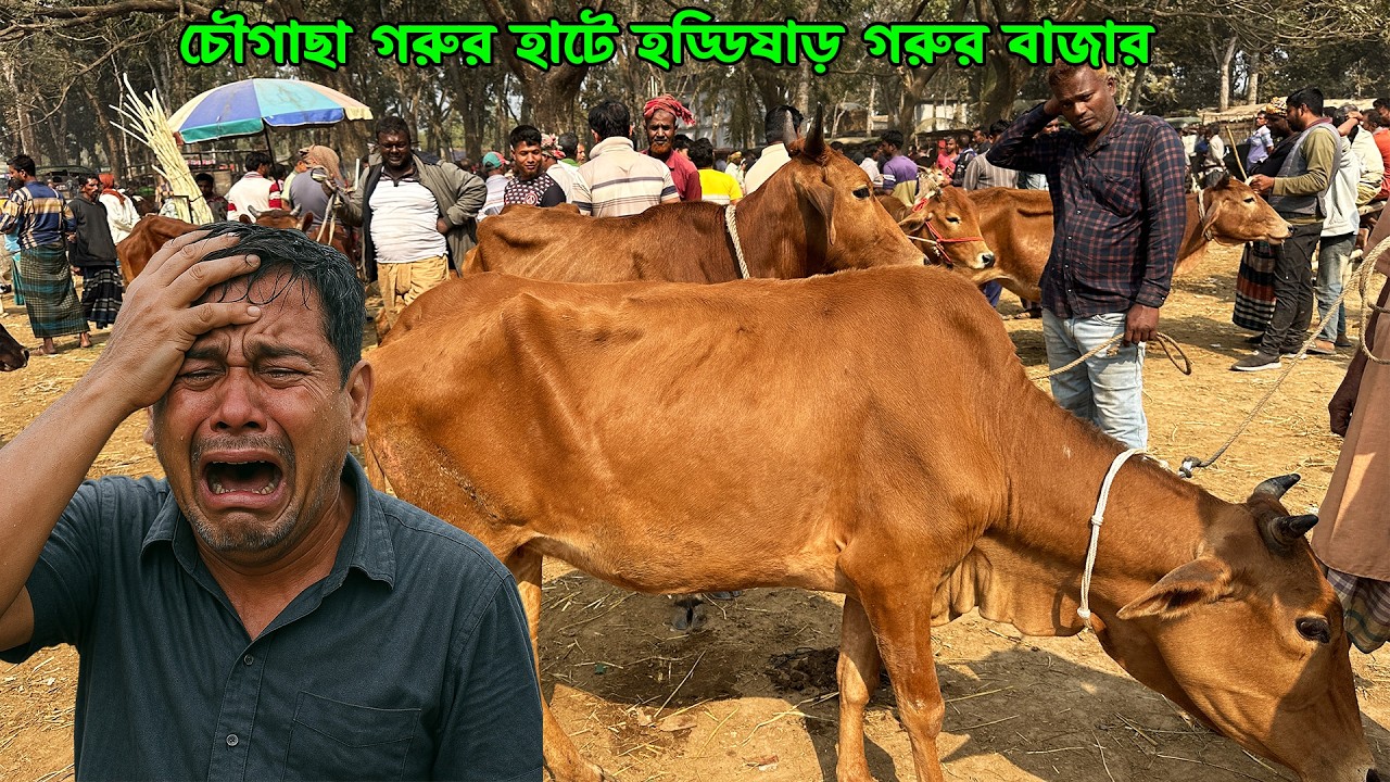 চৌগাছা গরুর হাটে হড্ডিষাড় গরুর বাজার #চৌগাছা_গরুর_হাট