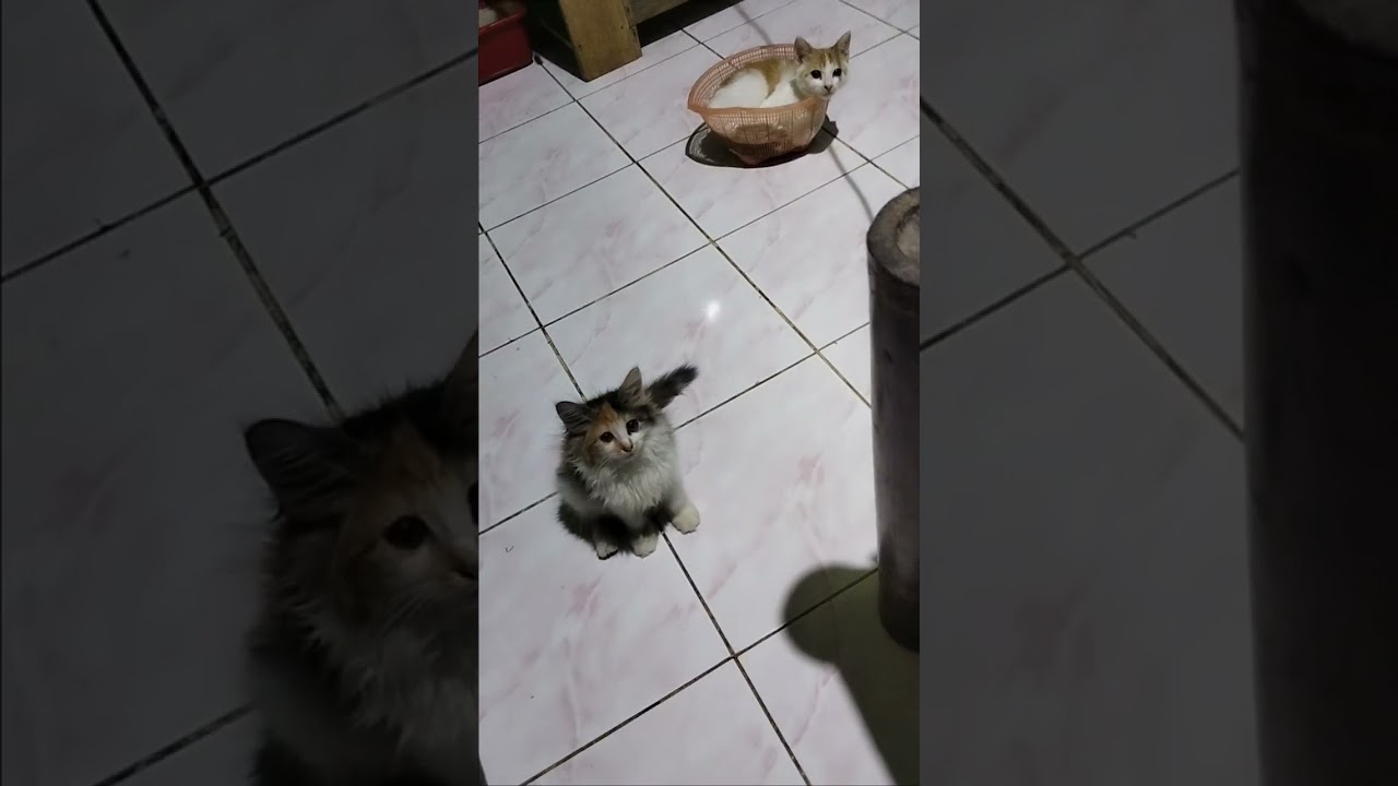 mona(manja terus jahil anaknya).