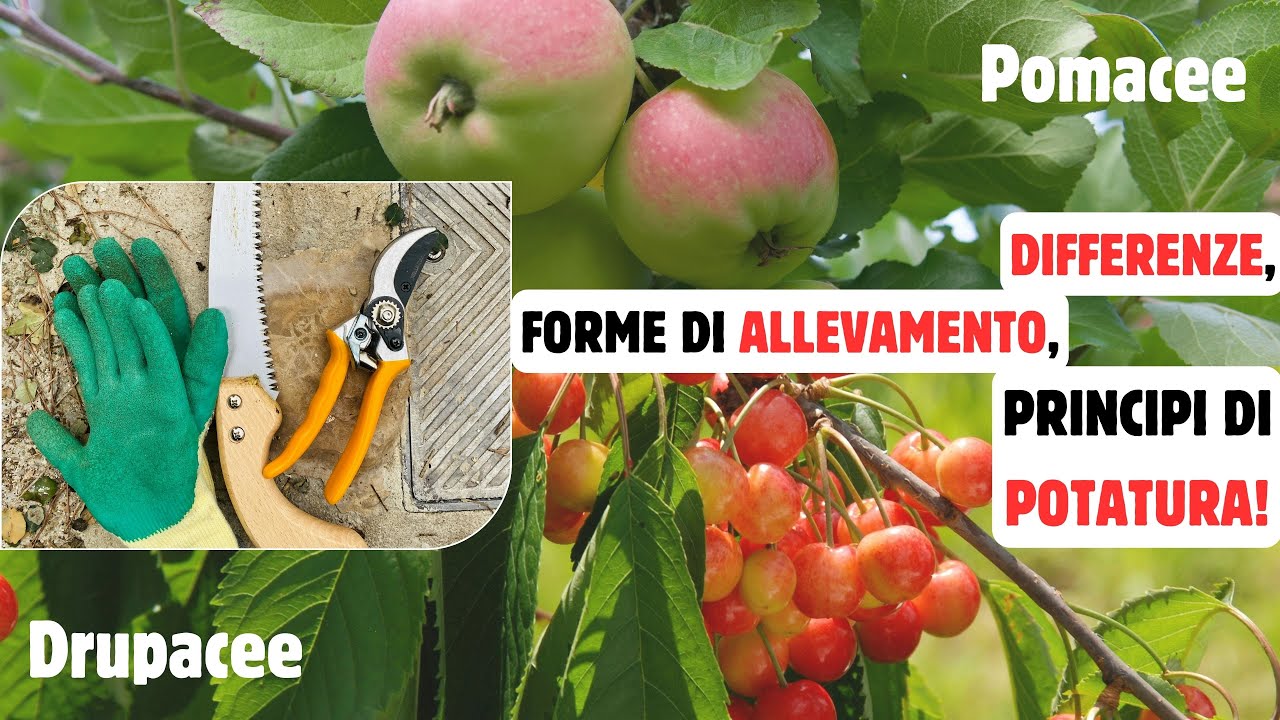 Pomacee e Drupacee: FORME di ALLEVAMENTO e BASI di POTATURA! - W&A Gardens: orto e giardino