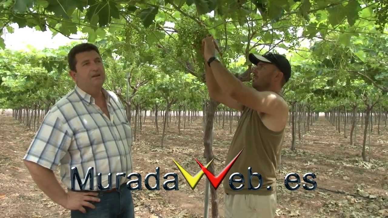 Técnicas de cultivo de uvas