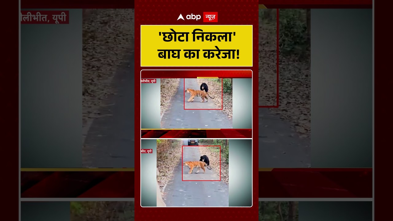 Viral News: 'छोटा निकला' बाघ का करेजा! | #shorts #viralvideo #viralnews #uttarpradesh