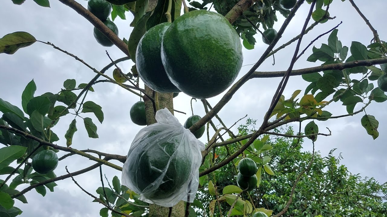 Buah perdana Alpukat Markus/Kendil