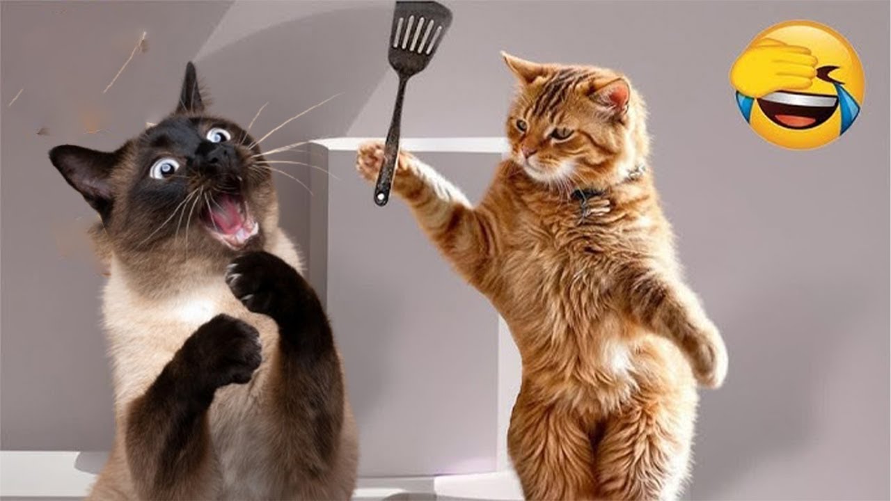 Funniest Cats and Dogs Videos 2025😼🐶Try Not To Laugh😜