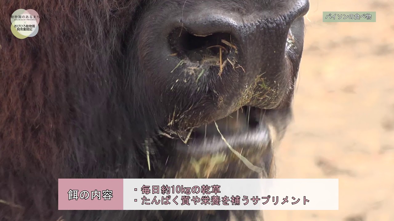 おびひろ動物園飼育奮闘記「第12回バイソンの食べ物」
