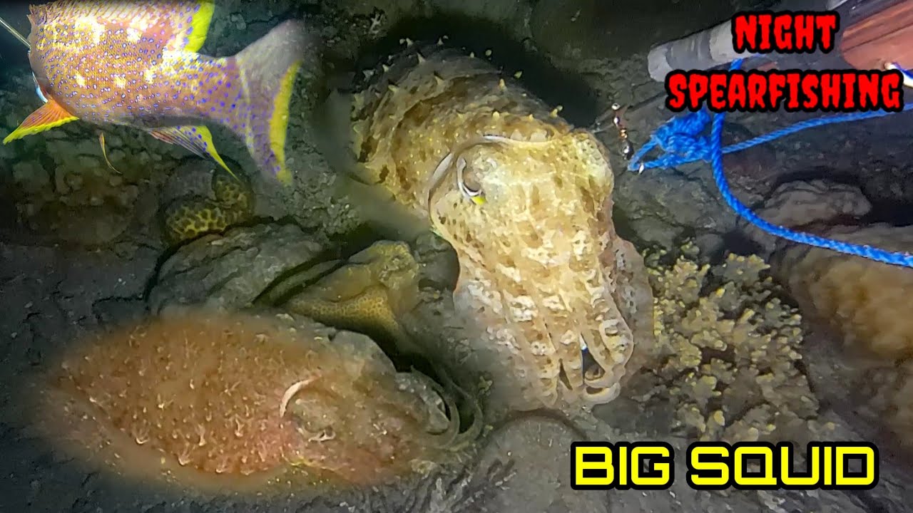 Night Spearfishing, Panah Ikan Malam Hari Series 110, Beda Spot Beda Rasa