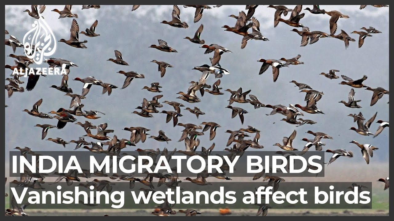 India's migratory birds: Vanishing wetlands affect migrations