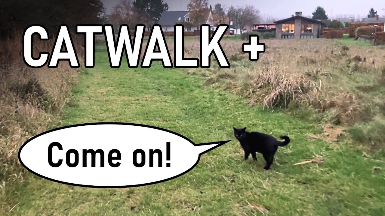 Black cat goes to the lake - gets a double surprise at home