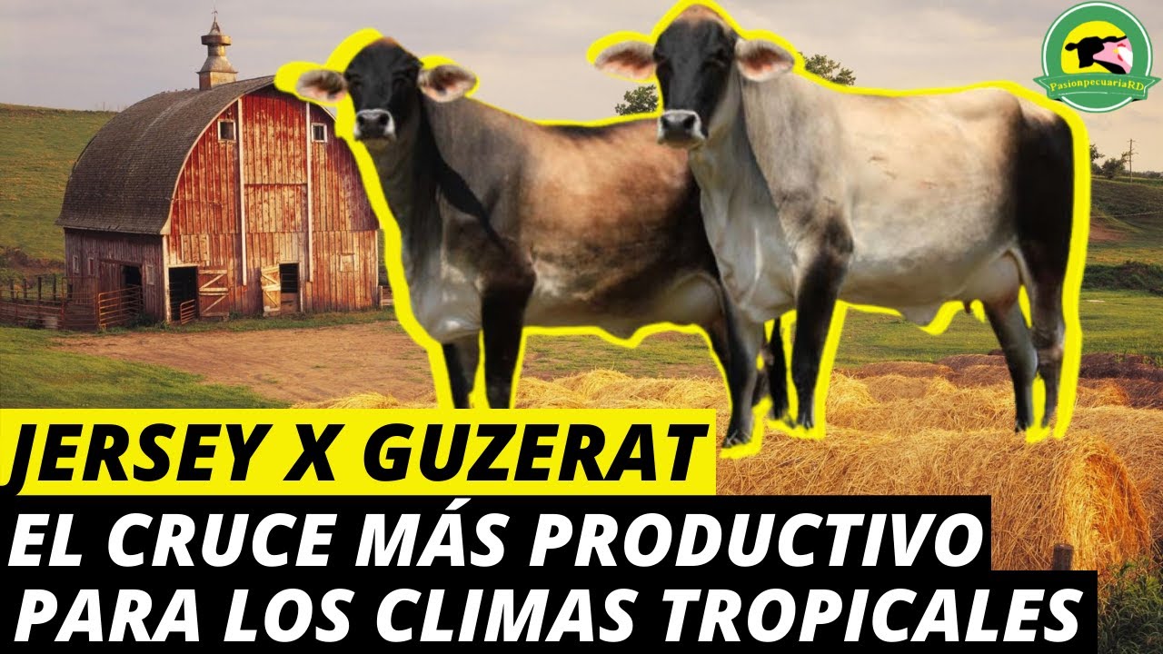 JERSEY❌GUZERAT(El Cruce Más Productivo Para Los Climas Tropicales) |PasionPecuariaRD