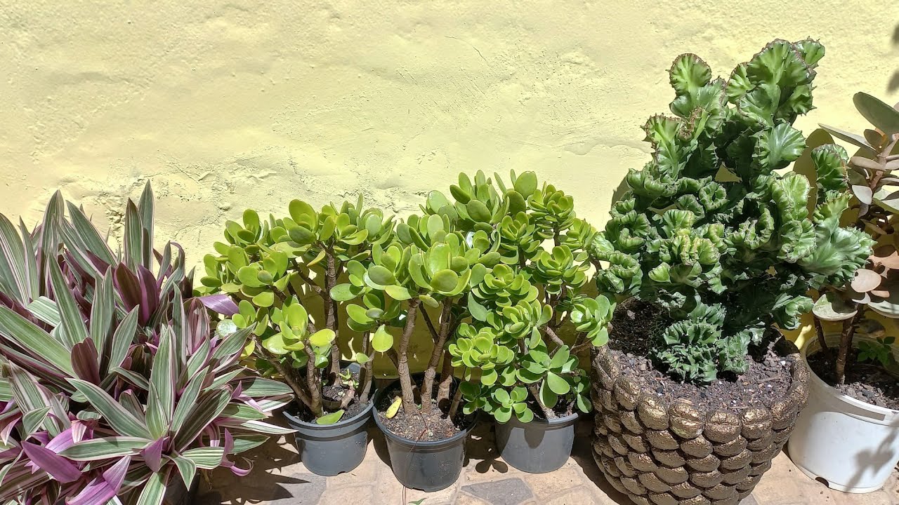 Euphorbia cristata no vaso novo. Dicas de cultivo. 