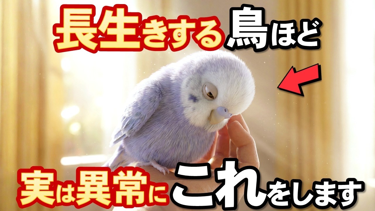 長生きする鳥がやってる５つの行動【インコのきもち】