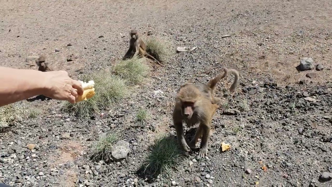 Encountered baboons in Djibouti.