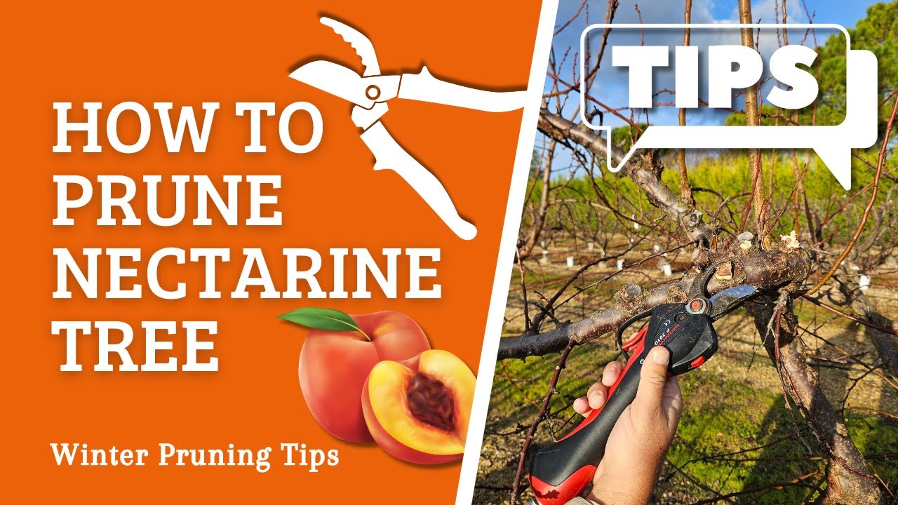 How to prune nectarine & peach trees ✂️ | Pro tips for orchard farmers