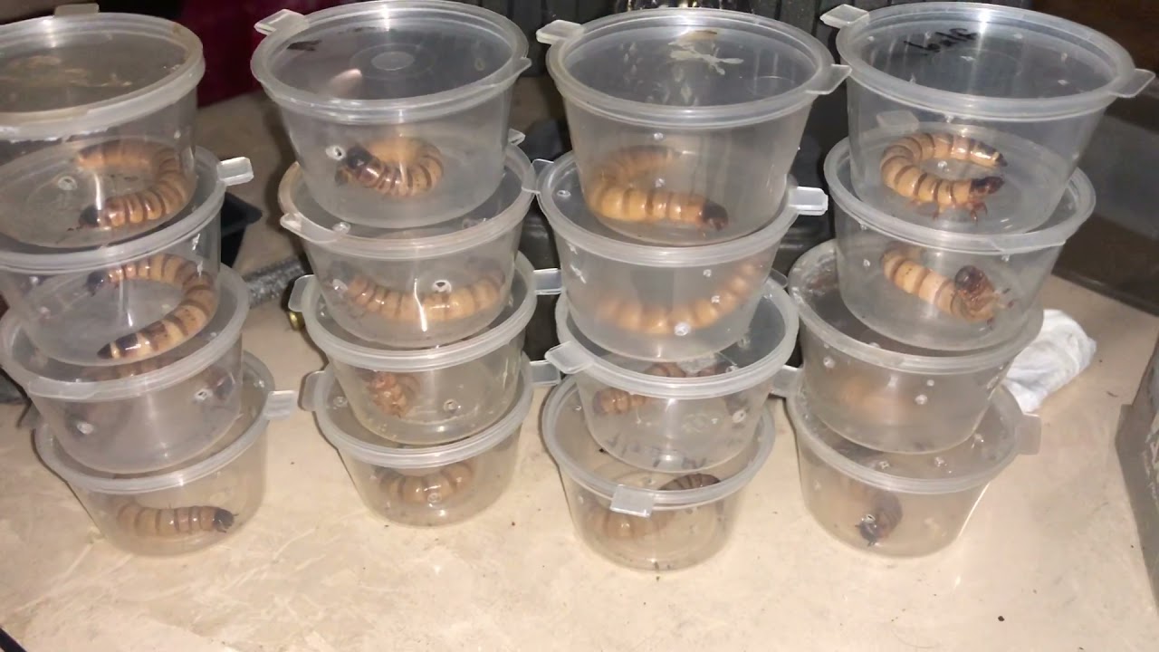 Zophobas Morio Transformation