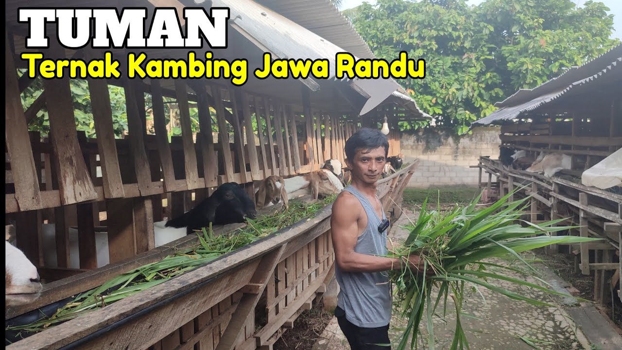 TUMAN KAMBING JAWA RANDU JUMBOAN