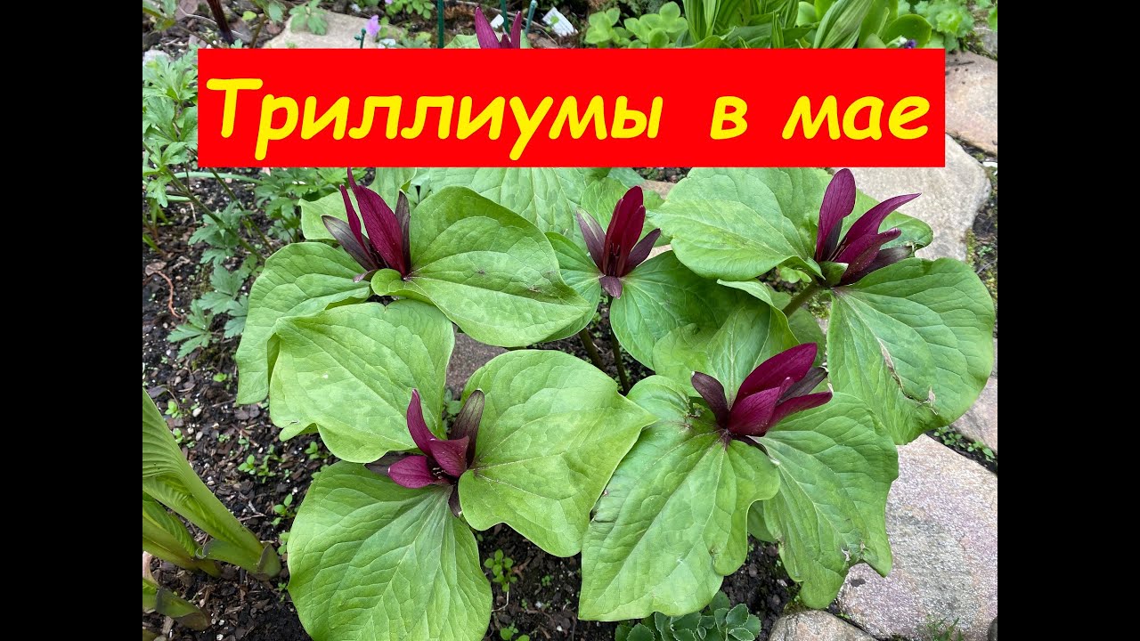 Триллиумы в мае, город Кировск ленинградская область