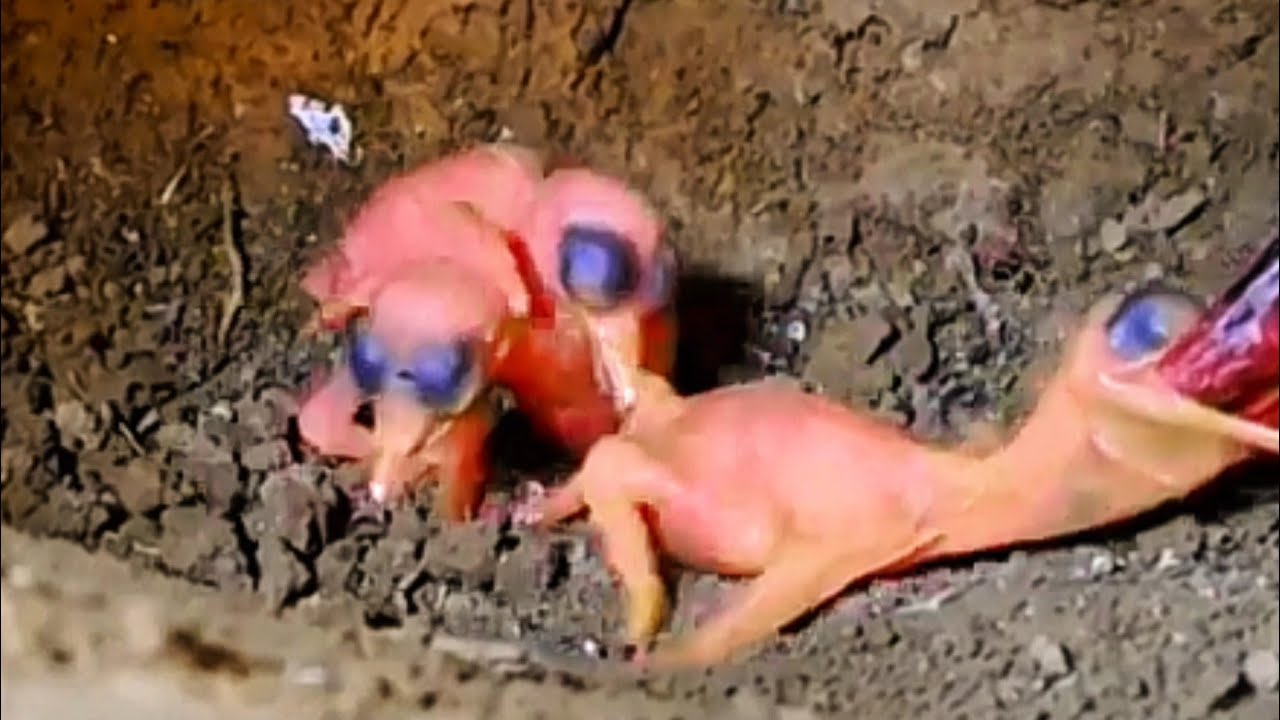 SEPERTI INI MAKANAN BAYI KINGFISHER