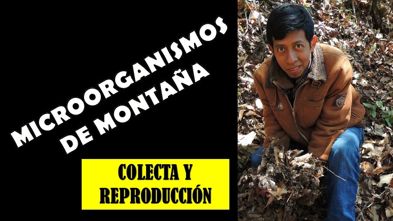 COLECTA Y REPRODUCCIÓN DE MICROORGANISMOS DE MONTAÑA | EFICIENTES | MICROBIOLOGÍA DEL SUELO