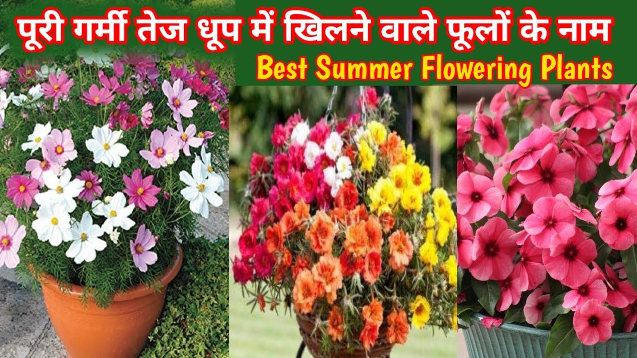 Summer Flowers in India/तेज धूप और कम देखभाल में पूरी गर्मी फूल देने वाले परमानेंट पौधों के नाम