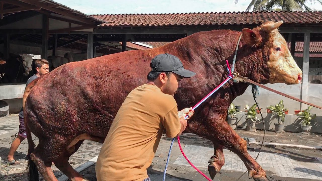 MERESAHKAN .. SAPI JUMBO INI LEPAS KETIKA GANTI KELUH !! Sapi Ngamuk