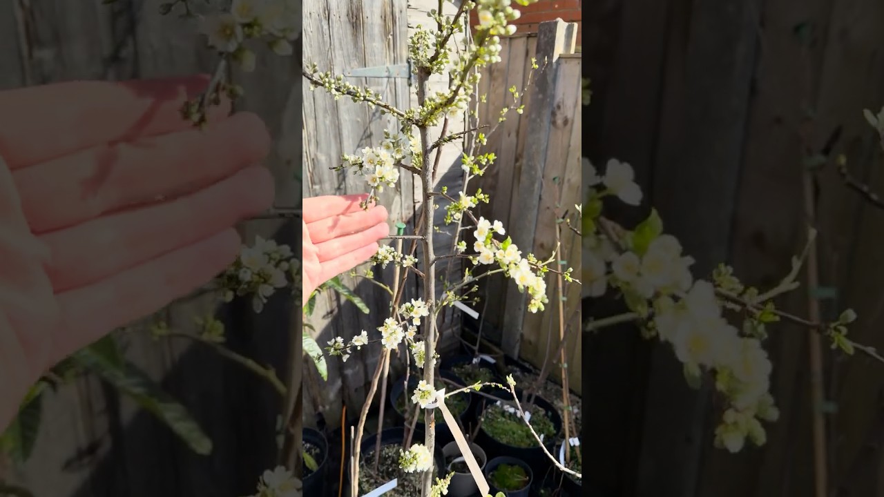 Cherry Plum & Pluot In Full Flower - March 2026 #blossom #spring #plumtree