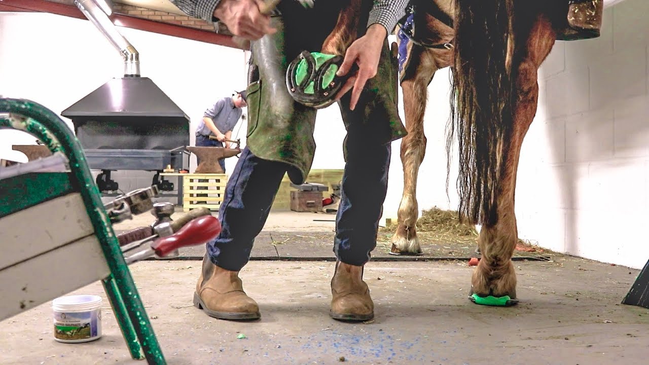Horse Shoeing the Show Jumper with Lameness
