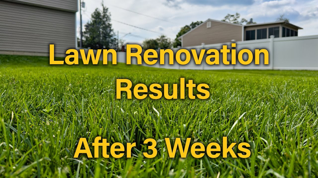 Fall Lawn Renovation Update - 3 Weeks Later - Results