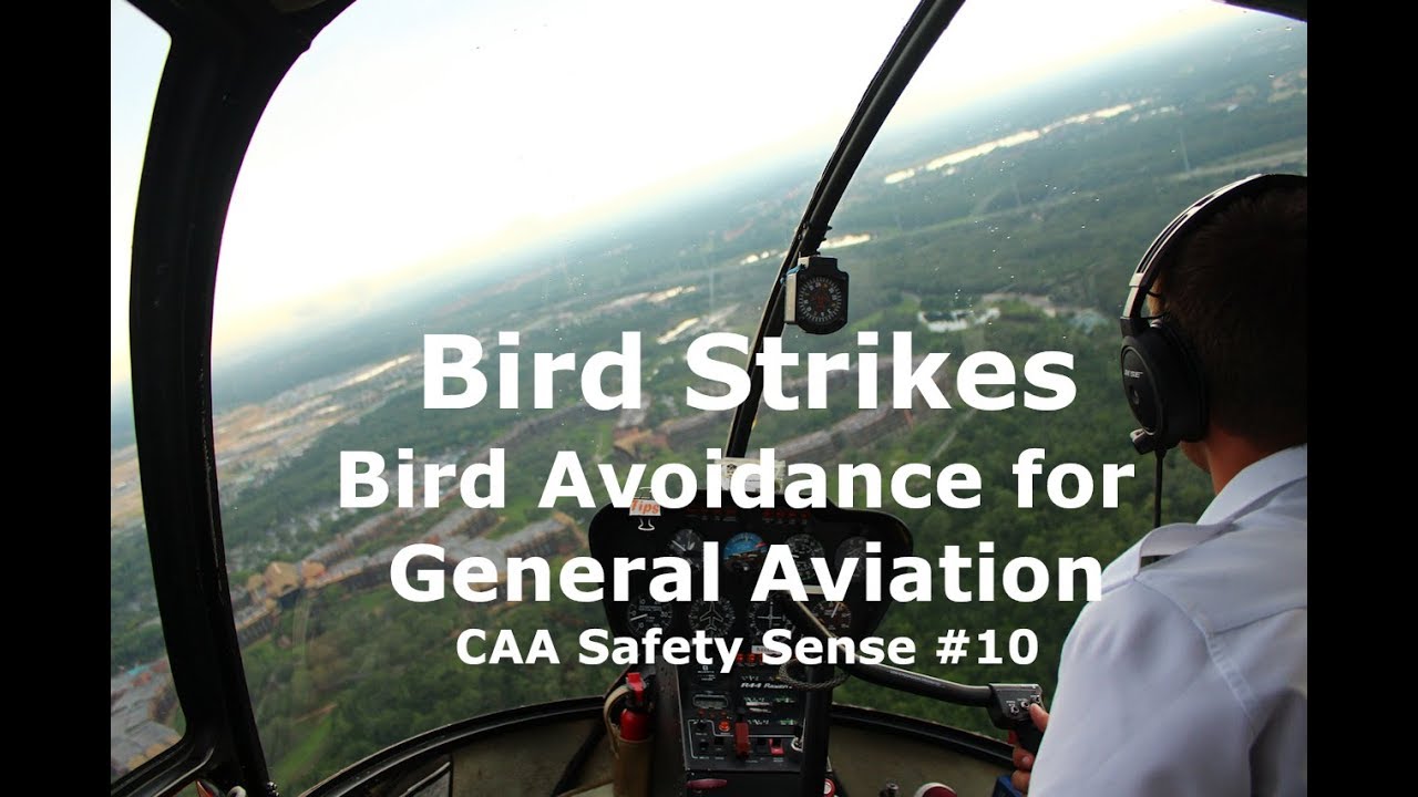 Bird Strikes on Aircraft, Bird Avoidance in Aviation. CAA Safety Sense