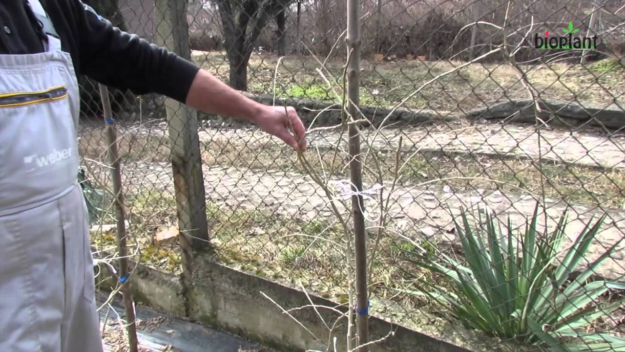 Пролетна резидба на гоџи