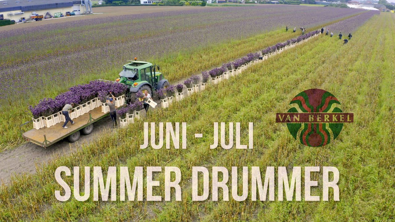 JM van Berkel - Groei en verwerking van Allium Summer Drummer