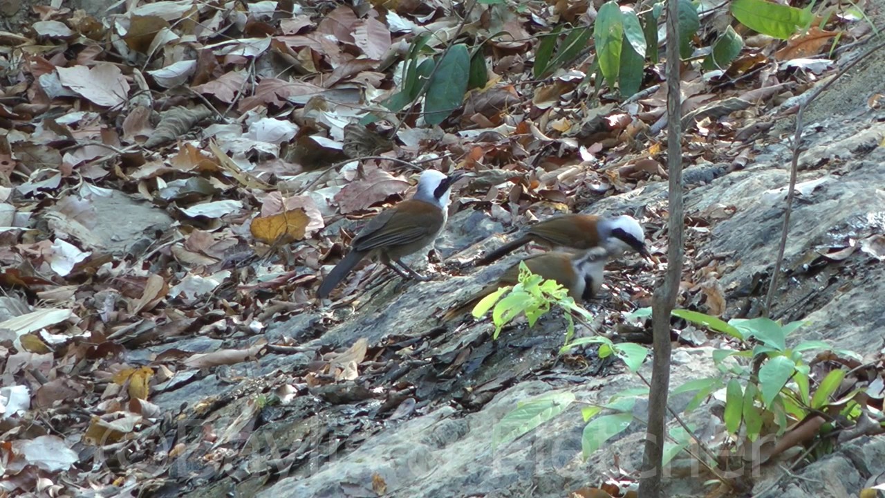 Laughingthrushes (Garrulax sp.), Cambodia. 20160313_160951.m2ts
