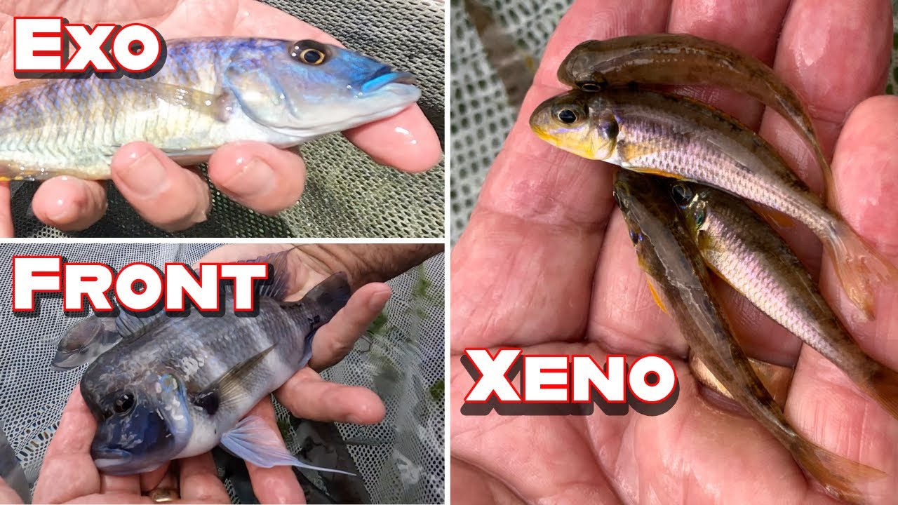 Super Trifecta — Frontosa, Exo и Xenotilapia Flavipinnis.